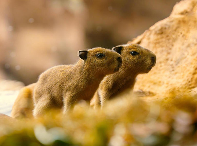 La familia crece: nuevo nacimiento de capibaras en Loro Parque