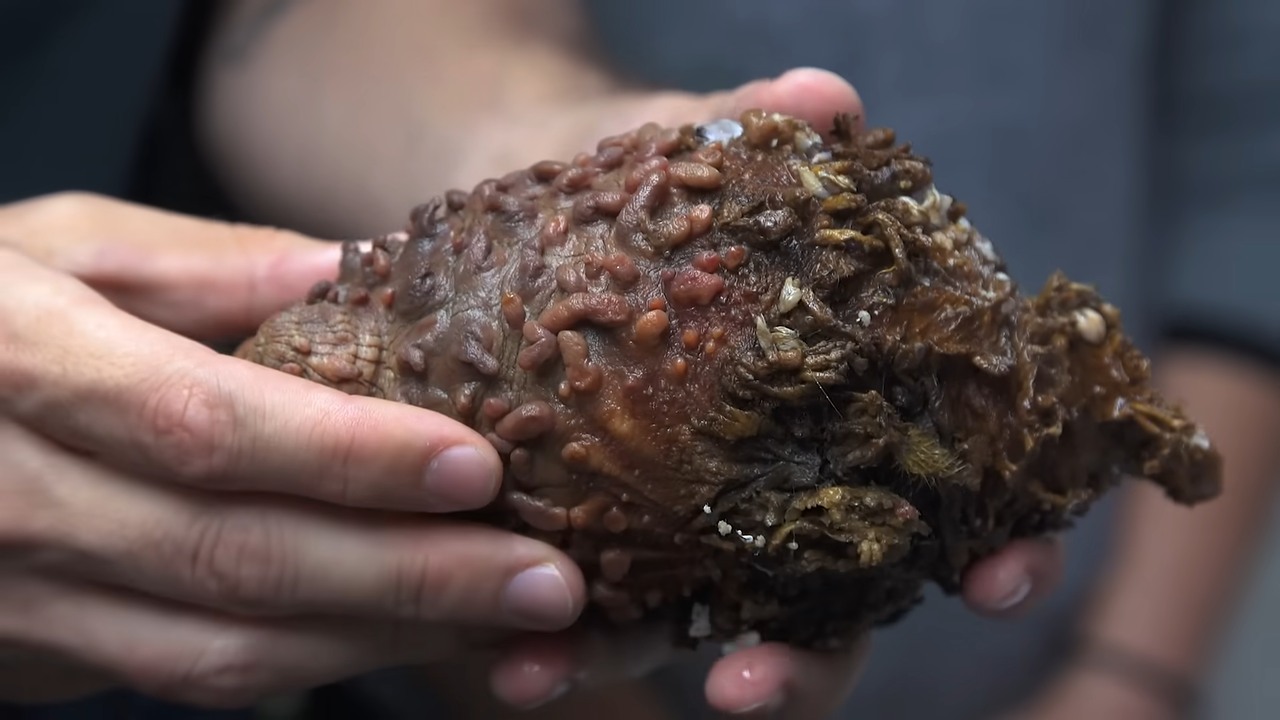 People have died eating this fish... he tried it anyway
