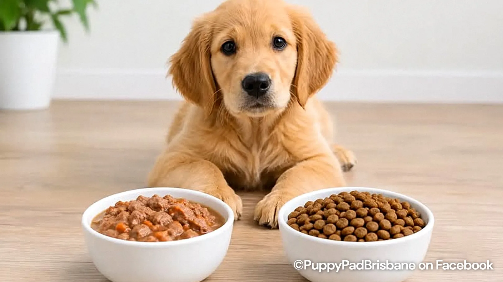 Wet food vs. dry kibble: How to choose the best option for your dog in ...