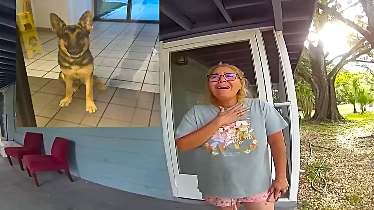 Lost dog walks into Florida police station and is reunited with its owner