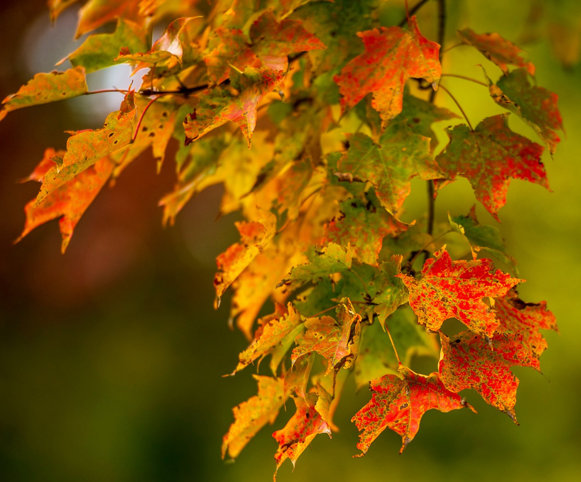 Foliage in Pa.: Here’s where fall color is reaching its peak
