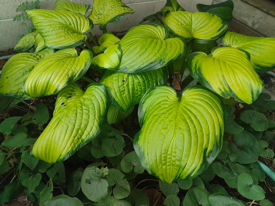 Beginner gardeners can use hostas to gain skill dividing perennials