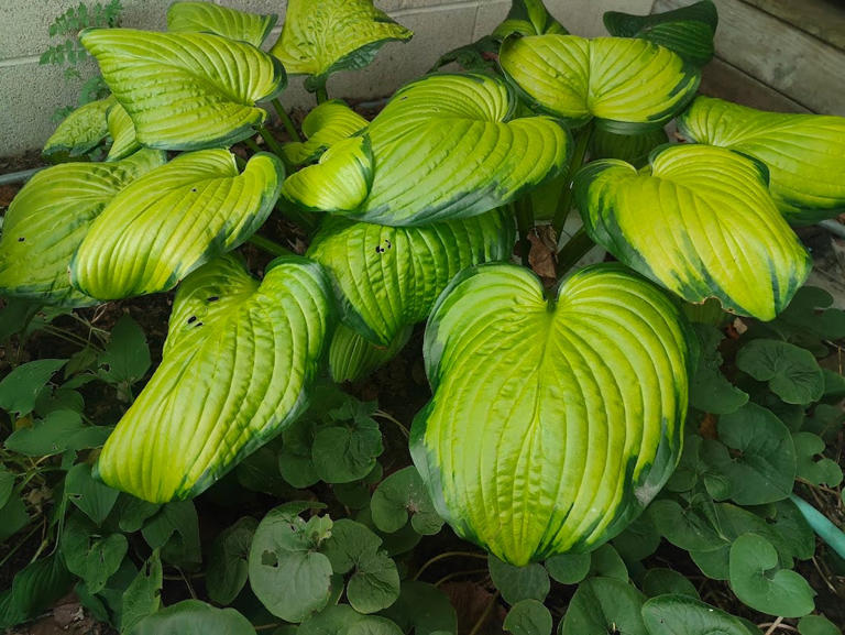 Beginner gardeners can use hostas to gain skill dividing perennials