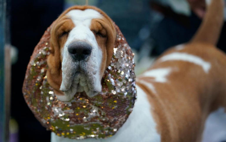 Ultimate safe dogs 2026: These are the 13 breeds of adorable dog that ...