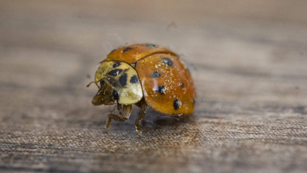 Prevent ladybug infestations in autumn