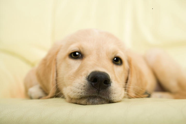 Ultimate safe dogs 2026: These are the 13 breeds of adorable dog that ...