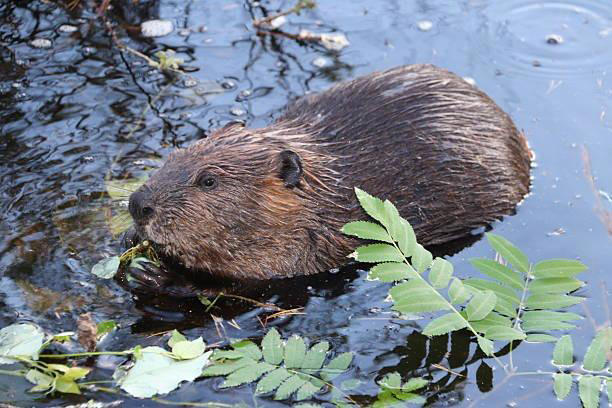 Fishing authority welcomes SBC move on beavers