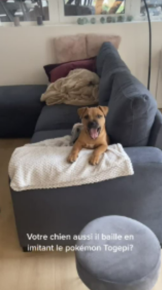 Ce petit chiot a un point commun adorable avec Togepi