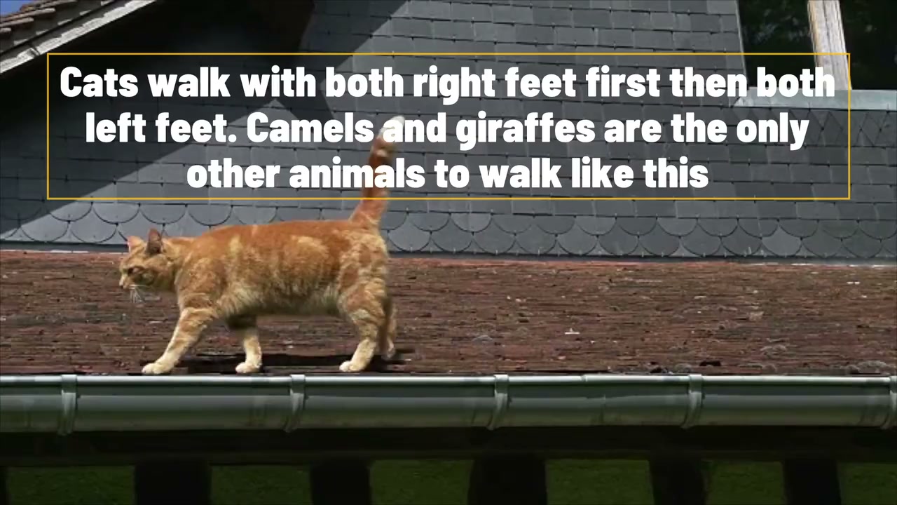 8 fascinating cat facts you probably didn't know