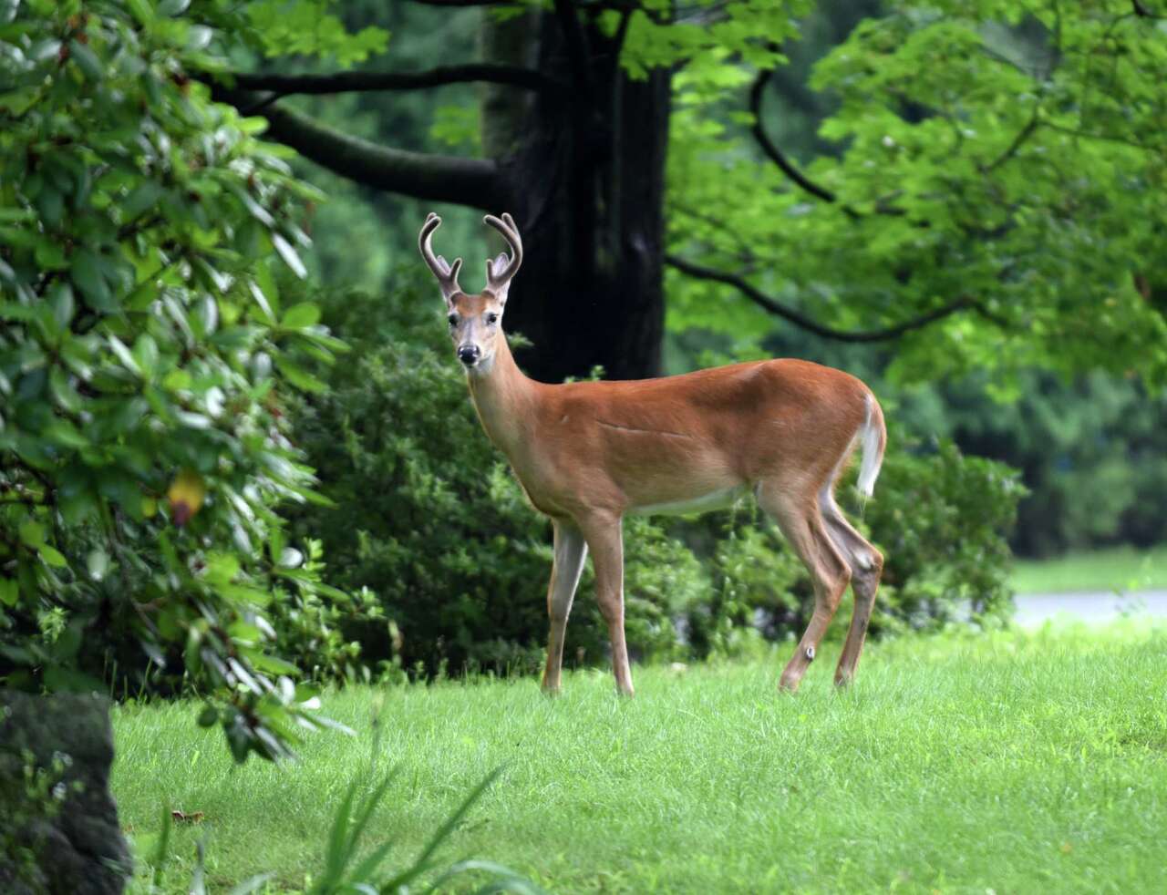 DEC holds raffle so hunters will turn in deer heads for disease testing