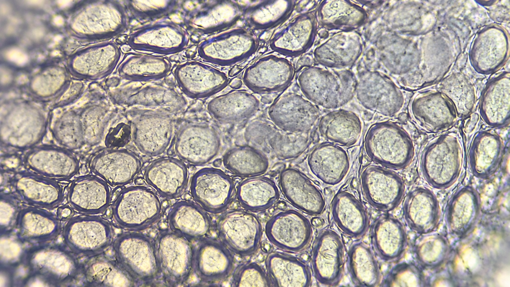 How microscopic creatures respond to common everyday substances