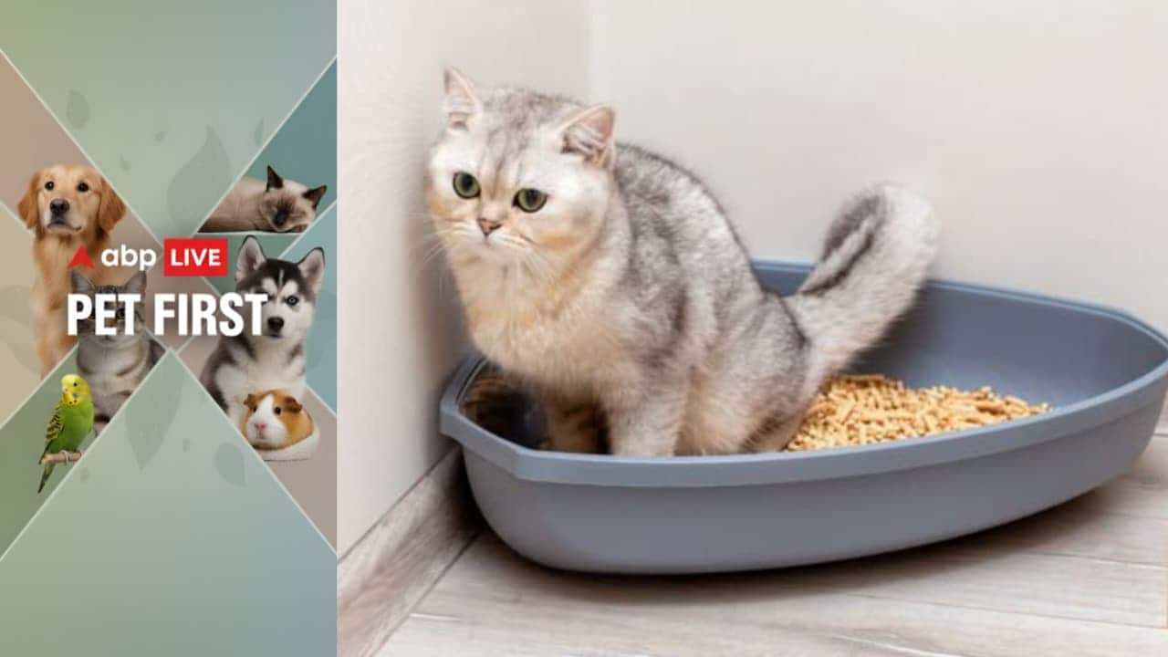 Pet First | Blood in your cat’s stool? Causes and warning signs every ...