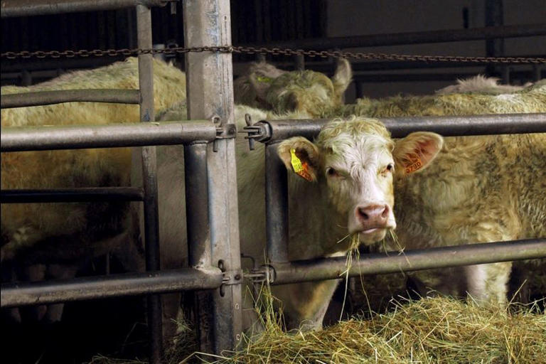 Russia declares 'state of emergency' as disease spreads in two other ...
