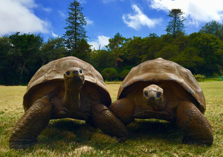 Giant tortoise called Jonathan could hold the key to living to 200 ...