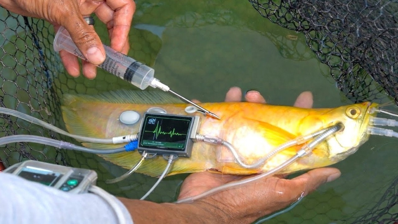 He thought his rare arowana was dead… then pushed a needle under its ...