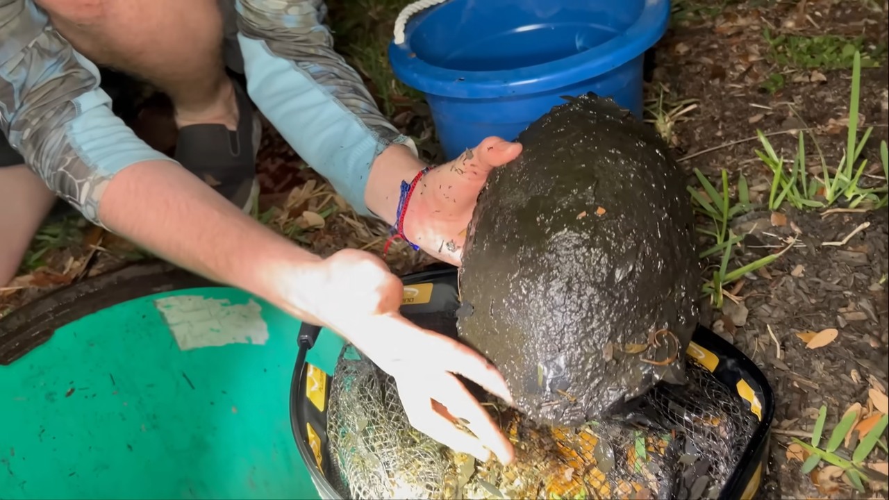 They came to fish a sewer for aquarium fish then pulled out a giant ...
