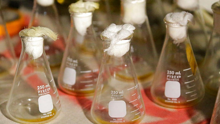 Death in Russian lab raises questions over plague pathogen bioweapon ...
