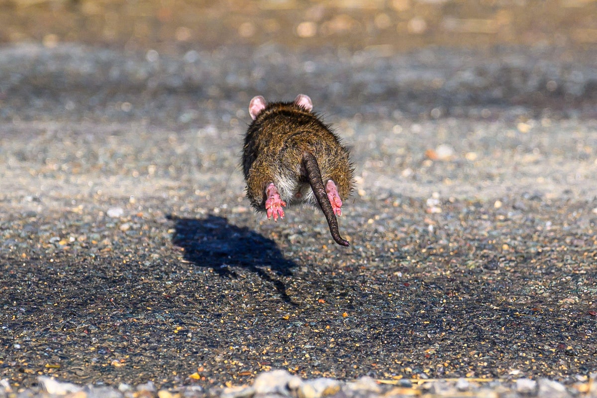 Claims for rats and mice infestations could spike this autumn, insurer ...