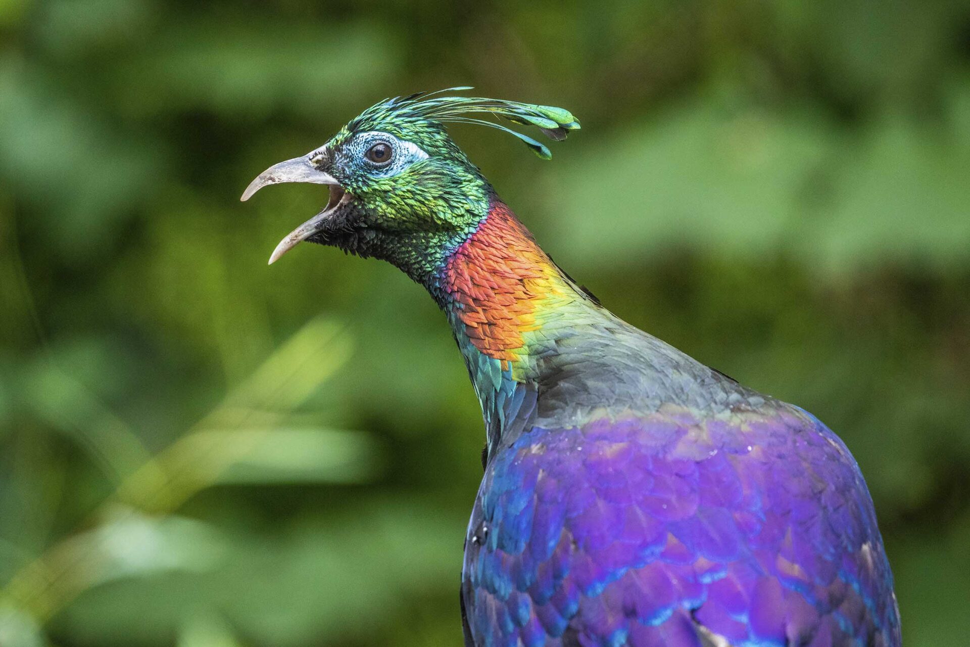 The bird that changed its song because of human beings