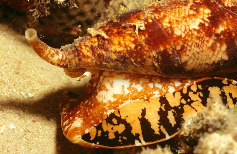 Their toxin is so potent that scientists believe it can kill up to 700 ...
