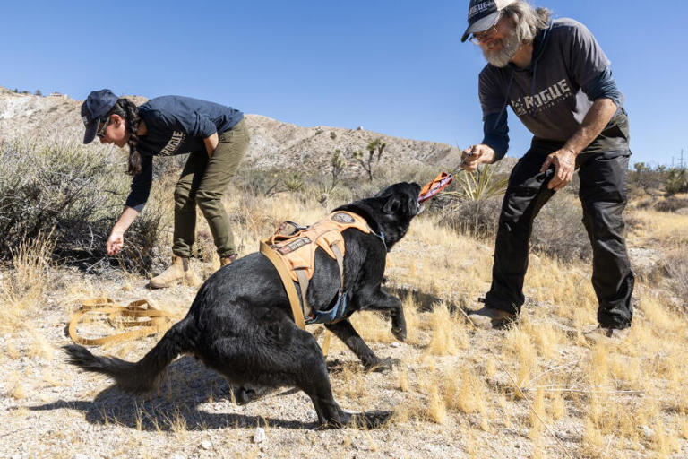 This Joshua Tree highway keeps killing wildlife. Enter the poop-hunting ...