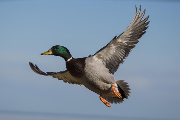 New habitat funding expands conservation across Michigan