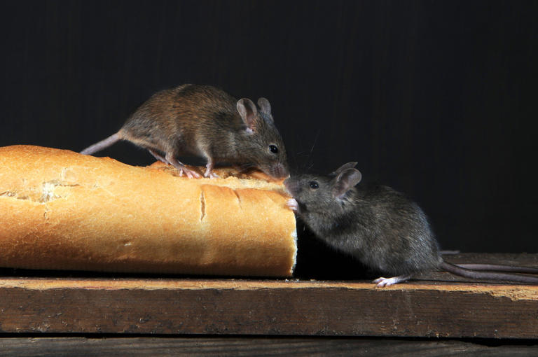 Claims for rats and mice infestations could spike this autumn, insurer ...
