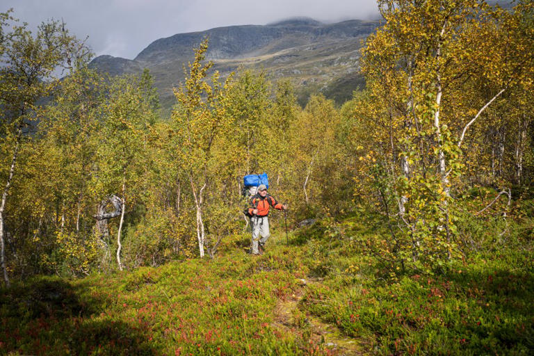 Moomin birch, capsizing & dodging sub-arctic mosquitoes: At the mercy ...