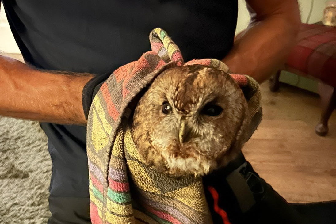 Chimney sweep rescues tawny owl trapped inside stove pipe