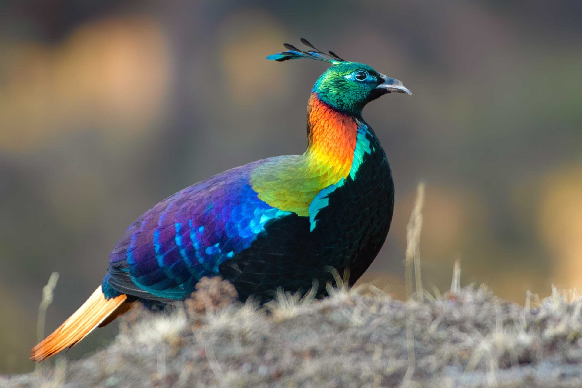 The bird that changed its song because of human beings