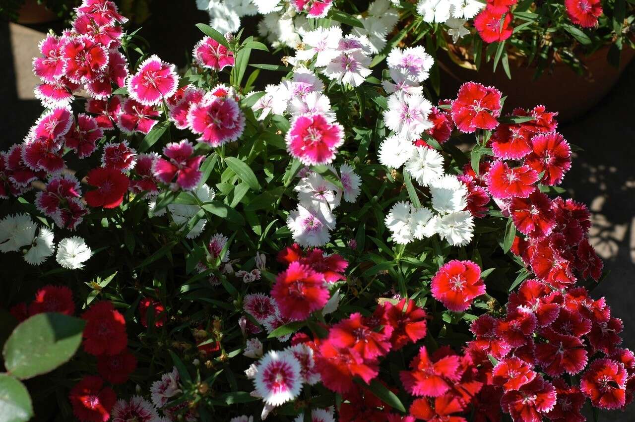 What to plant now for colorful winter blooms