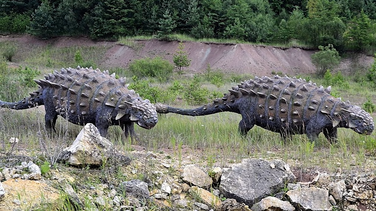 This dinosaur was built like a tank and had a massive club at the end ...