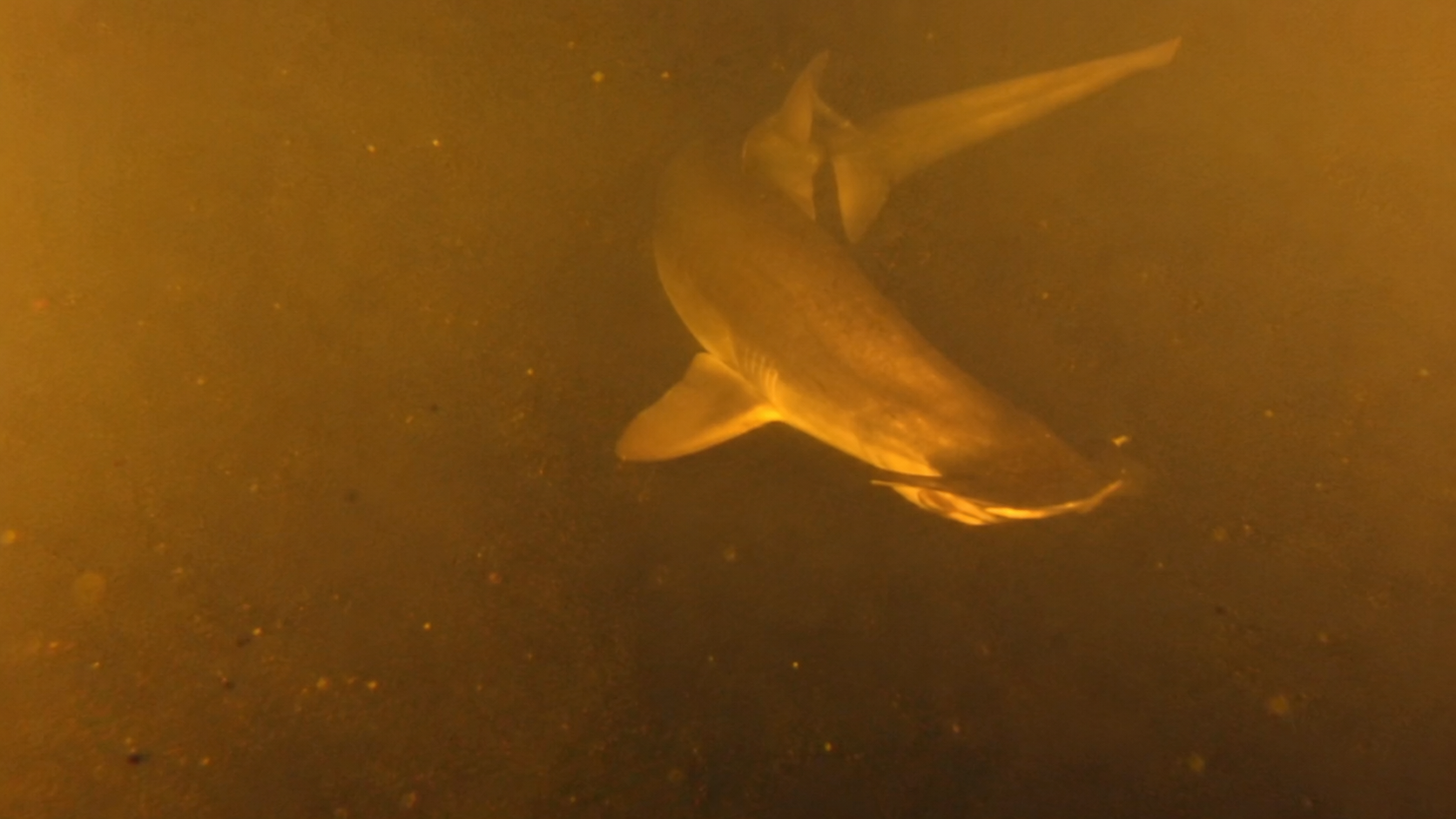 A camera was lowered into an underwater volcano - then two species of ...