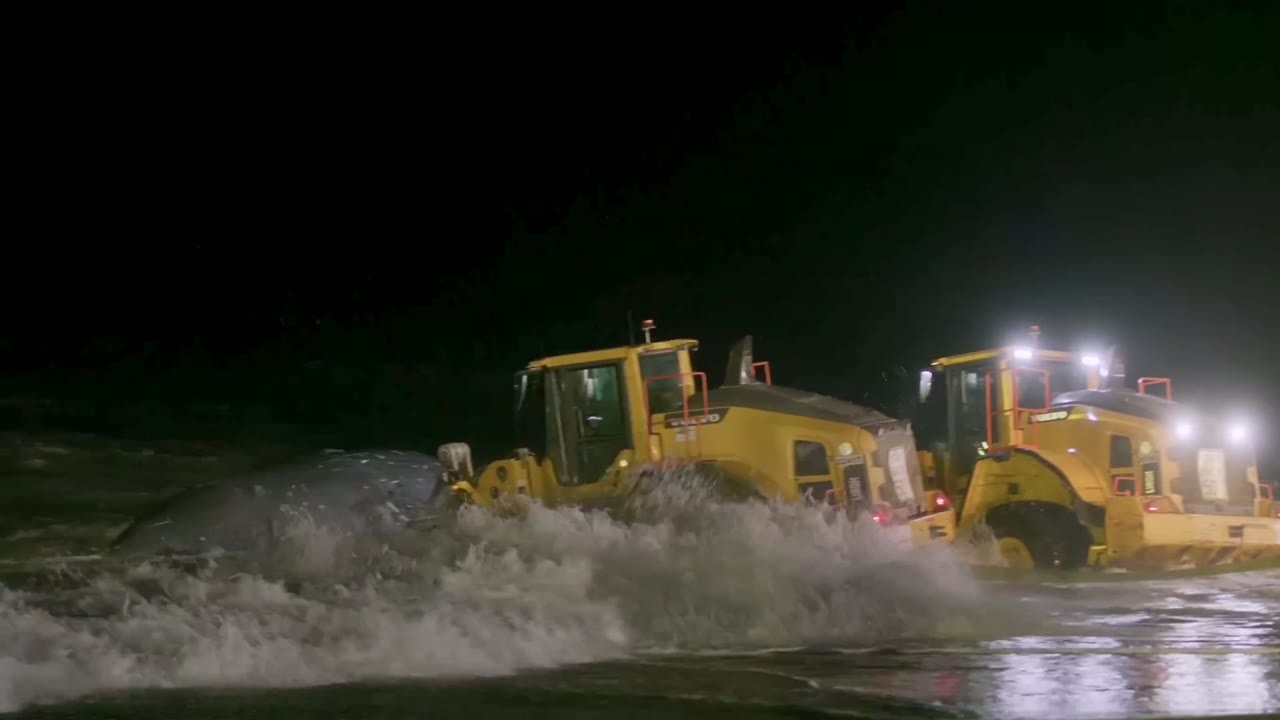 A 52-foot whale was hauled onto an Alaskan beach - they tried to move ...