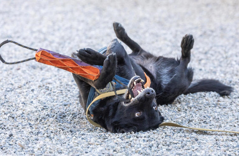 This Joshua Tree highway keeps killing wildlife. Enter the poop-hunting ...