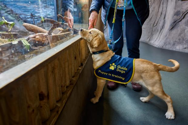 Lakes Aquarium gets a visit from two puppies training to be guide dogs
