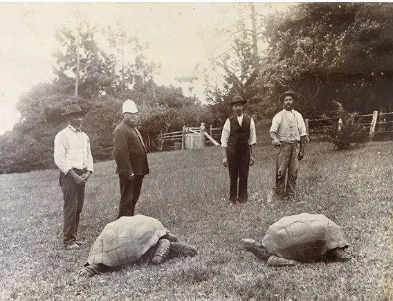 Giant tortoise called Jonathan could hold the key to living to 200 ...
