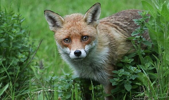 Vet issues 'never' warning if you have foxes in your garden