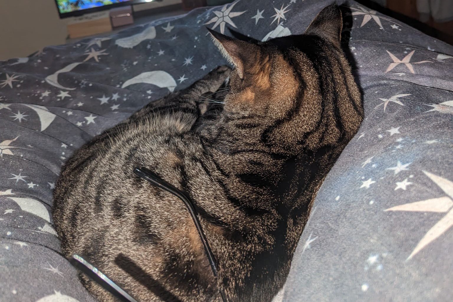 Three people arrested after missing cat’s tail is posted through owner ...