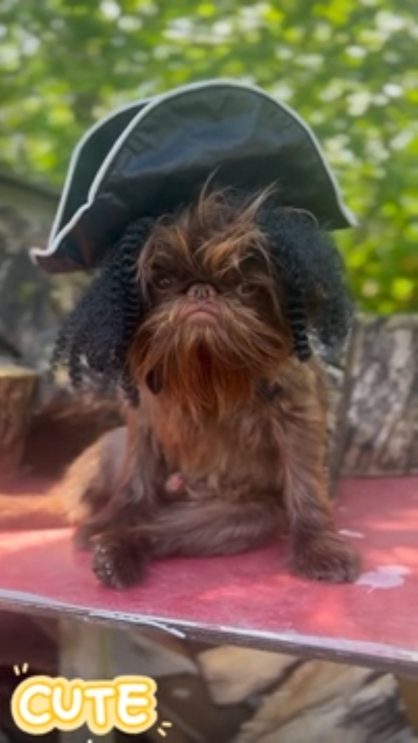 This dog does Johnny Depp impersonation