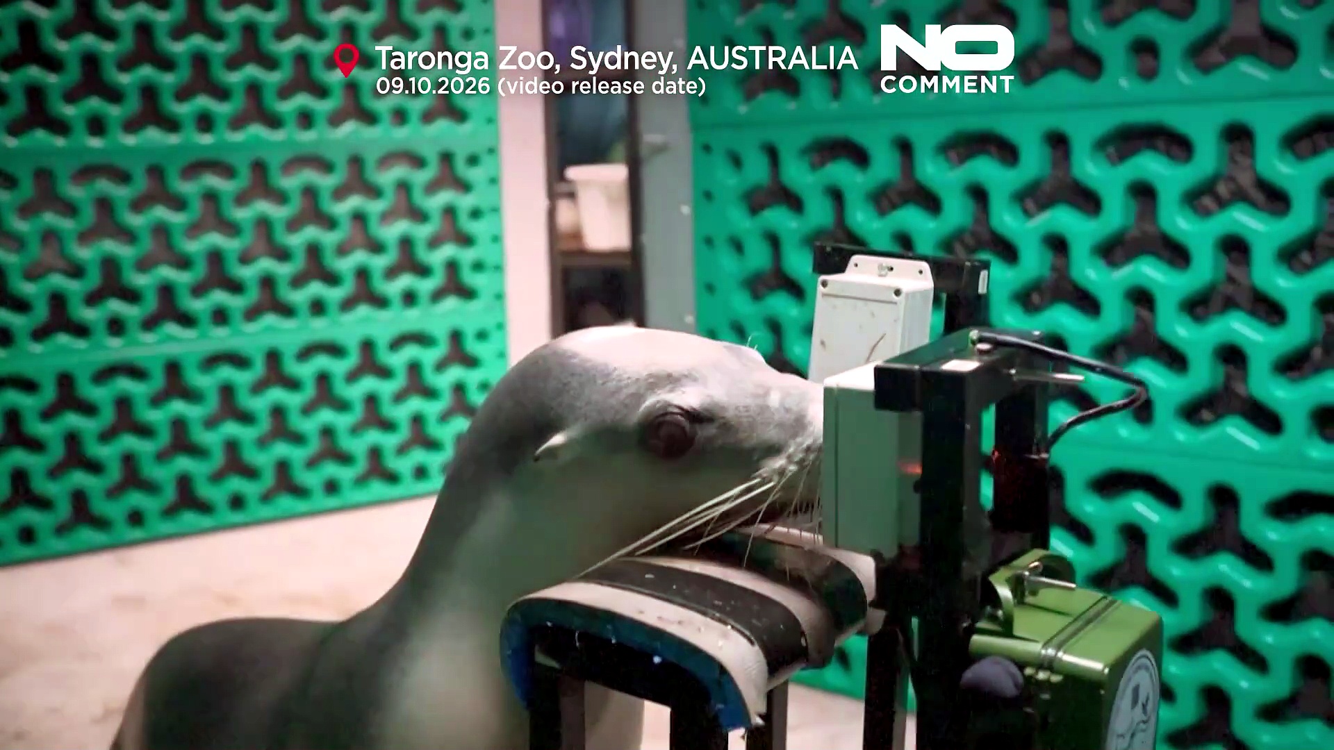 Seals and sea lions undergo hearing tests in Australian research
