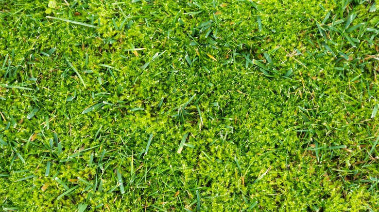The simple lawn mowing trick that helps prevent moss from taking over ...