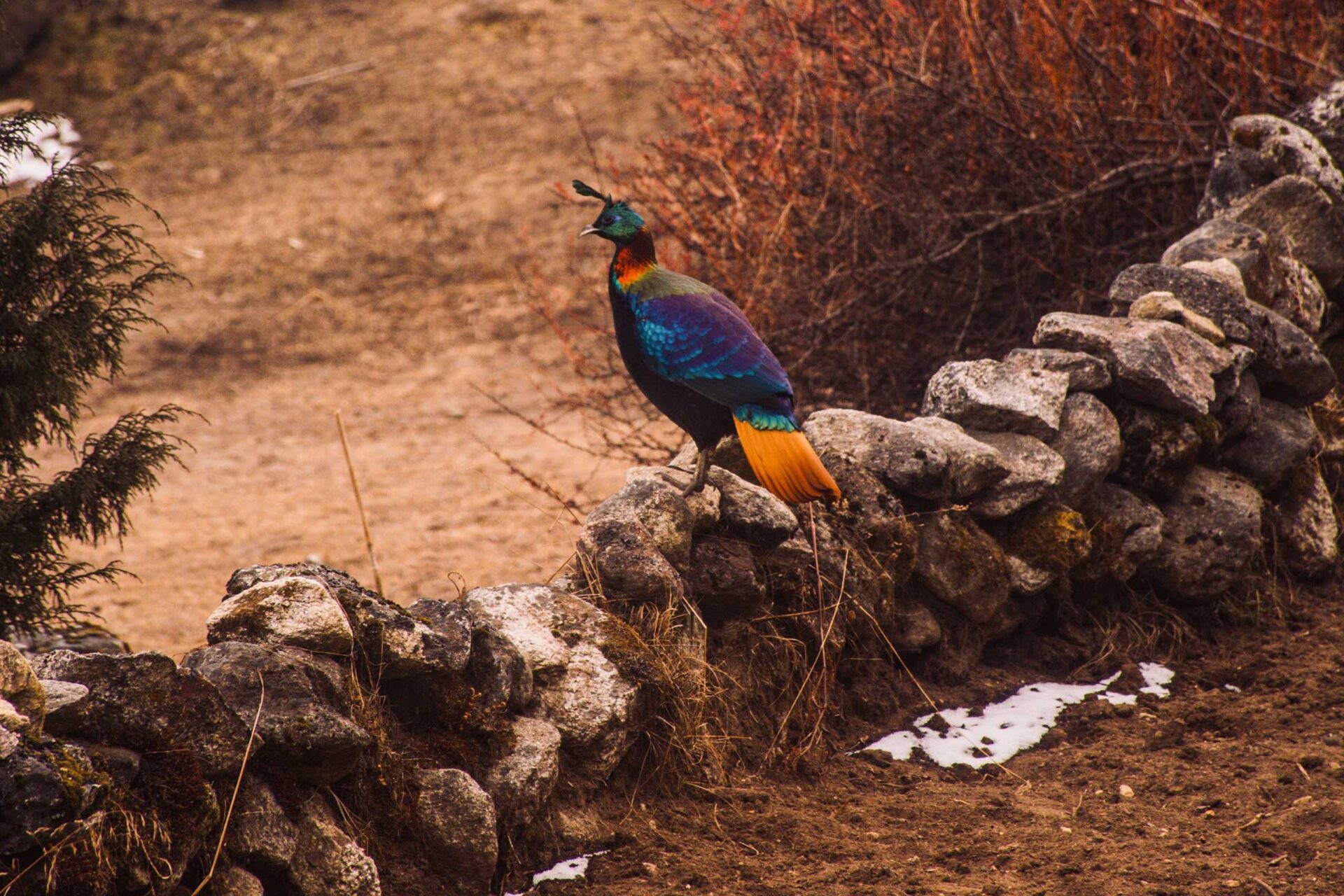 The bird that changed its song because of human beings