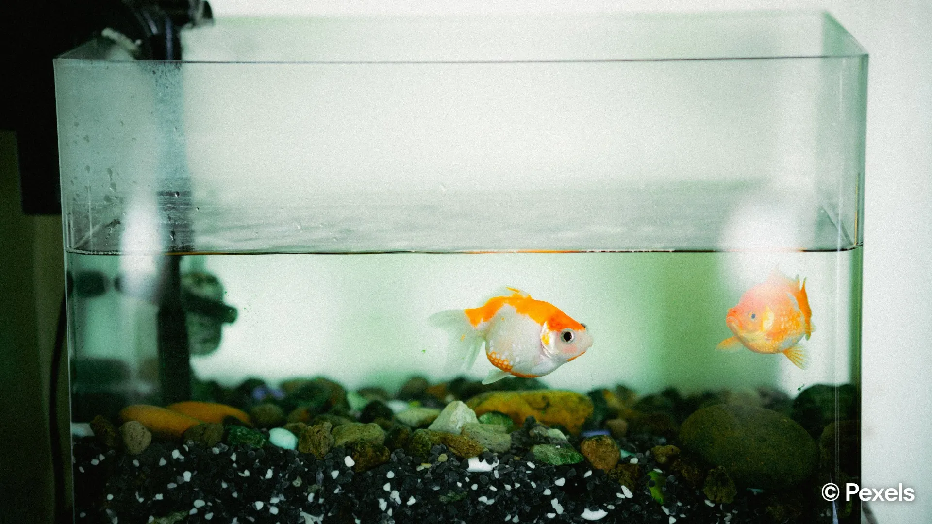 Pet fish care tips every beginner should know