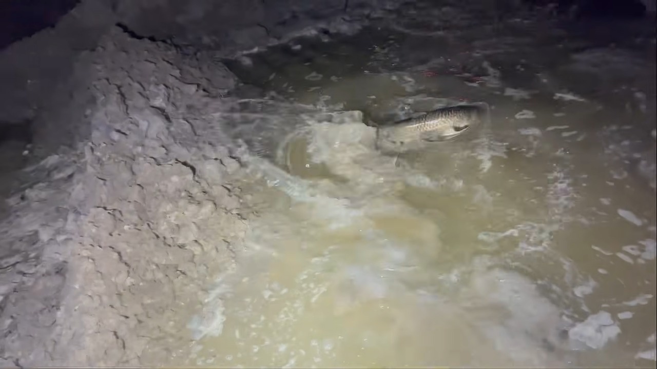 They were running out of time to save the fish until the biggest ...
