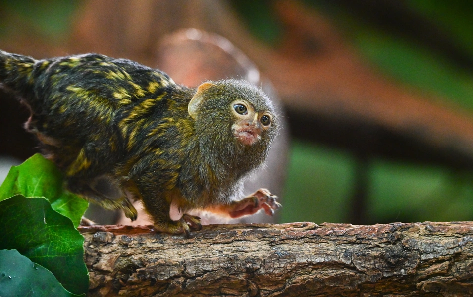 Global rankings reveal the world’s smallest animals by size and weight