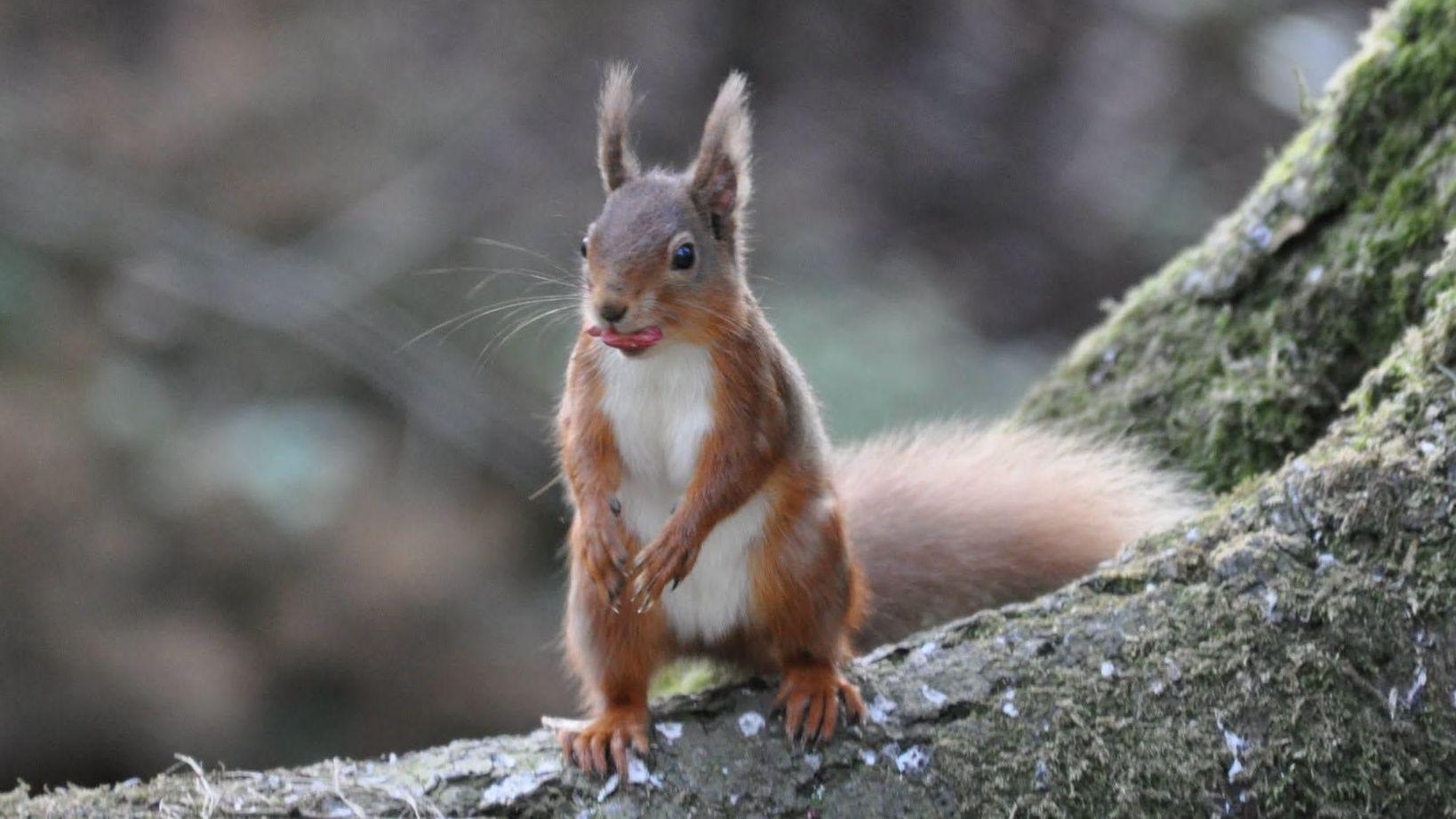 Red squirrel sightings on the rise after storm