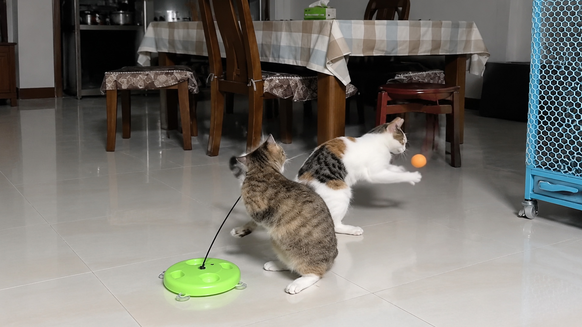 Playful cat reaches for a flying orange ball