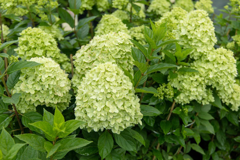9 gorgeous hydrangeas to plant this autumn for spectacular blooms next ...