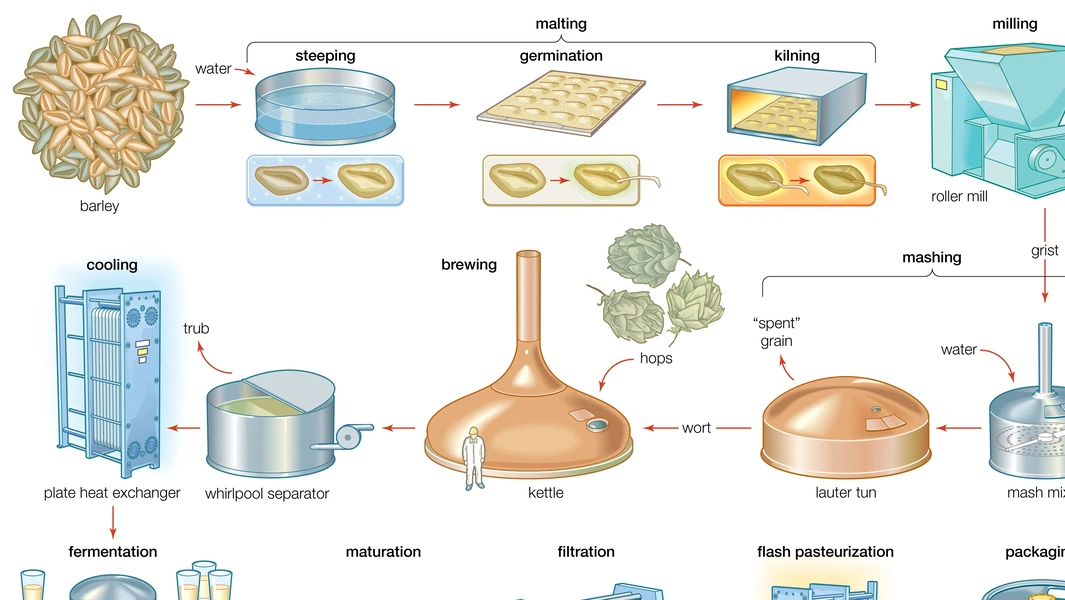 Beer brewing process explained